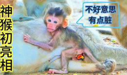 国产的猴子亮相视频,萌态可掬引网友热议