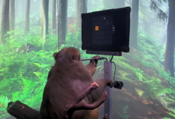 国产的猴子亮相视频,萌态可掬引网友热议