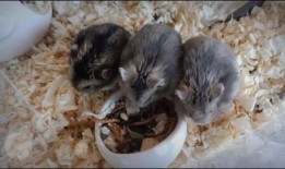 国产什么老鼠的视频,国产动画什么老鼠精彩片段集锦