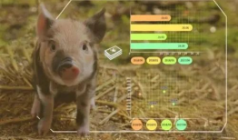 中国产手机养猪视频