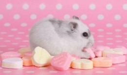 仓鼠鼠粮国产测评视频,品质与性价比的完美结合