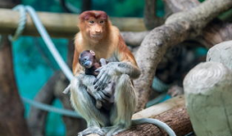 国产的猴子亮相视频,萌态可掬引网友热议