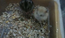 仓鼠鼠粮国产测评视频,品质与性价比的完美结合